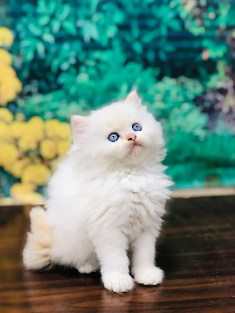 cash on delivery available Persian punch face cat kitten — photo 8
