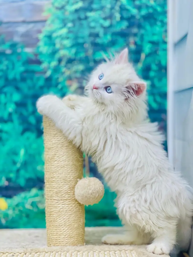 cash on delivery available Persian punch face cat kitten — photo 10