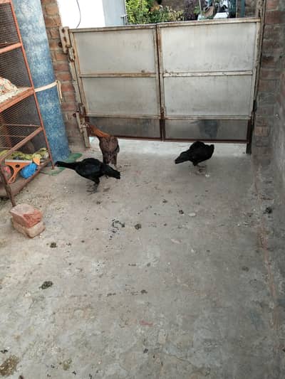 Dragon Hen