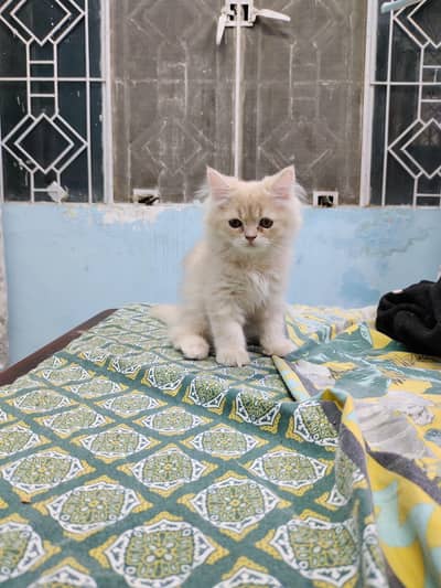kittens for sale
