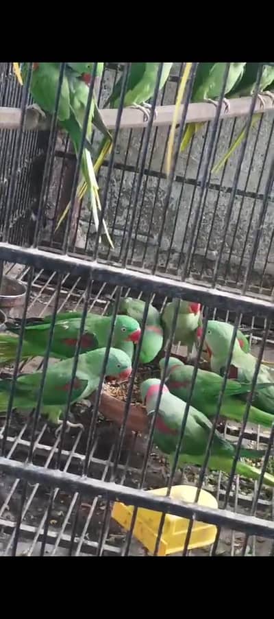 pahari Raw pairs