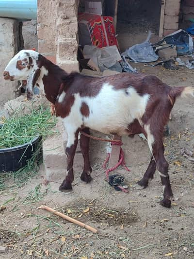 taddi bakra munasib price men