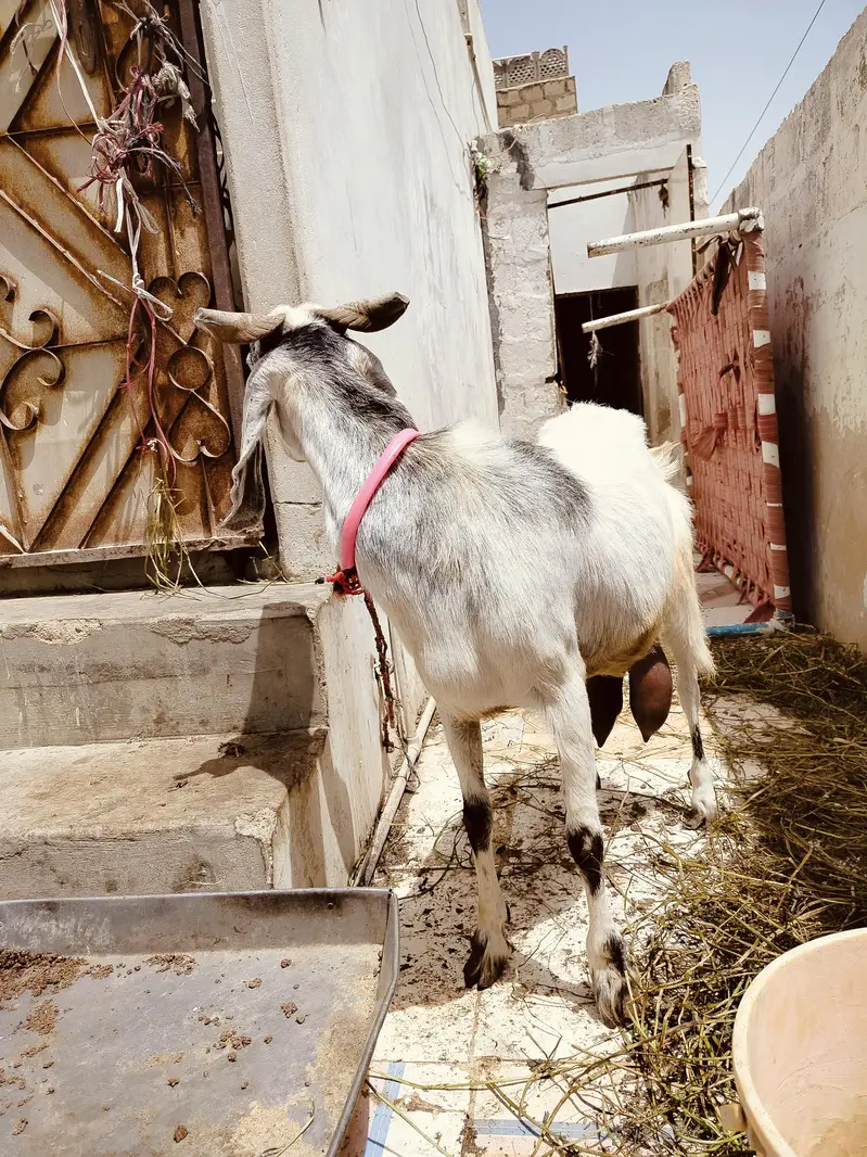 4 Daant Behtareen Doodh Wali Bakri For Sale — photo 2