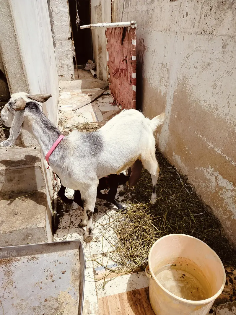 4 Daant Behtareen Doodh Wali Bakri For Sale — photo 3