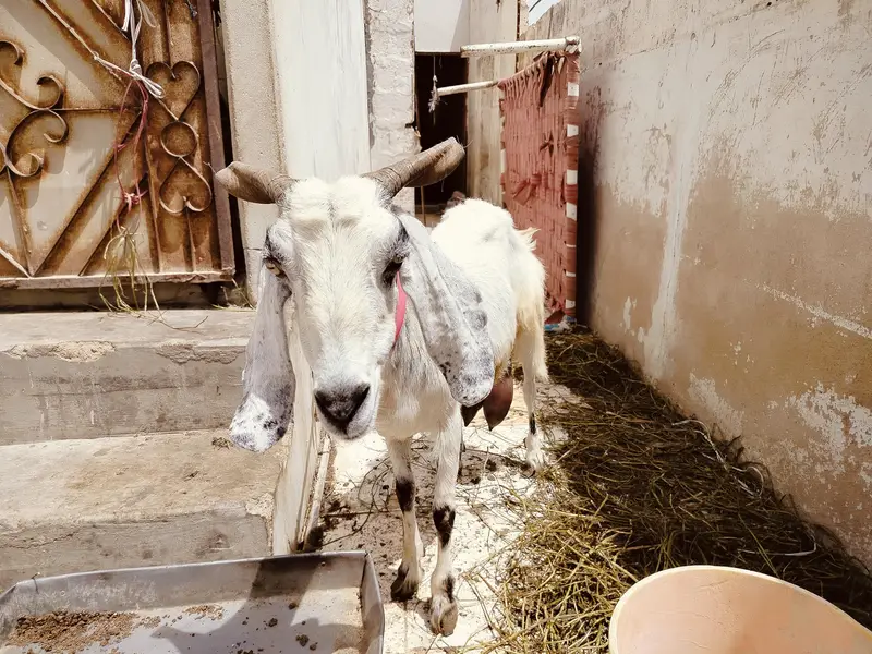 4 Daant Behtareen Doodh Wali Bakri For Sale — photo 4