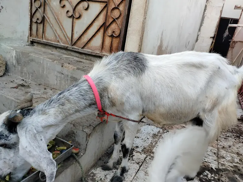 4 Daant Behtareen Doodh Wali Bakri For Sale — photo 5