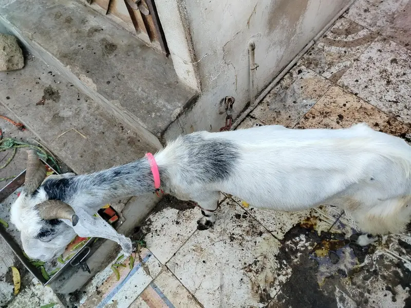 4 Daant Behtareen Doodh Wali Bakri For Sale — photo 6