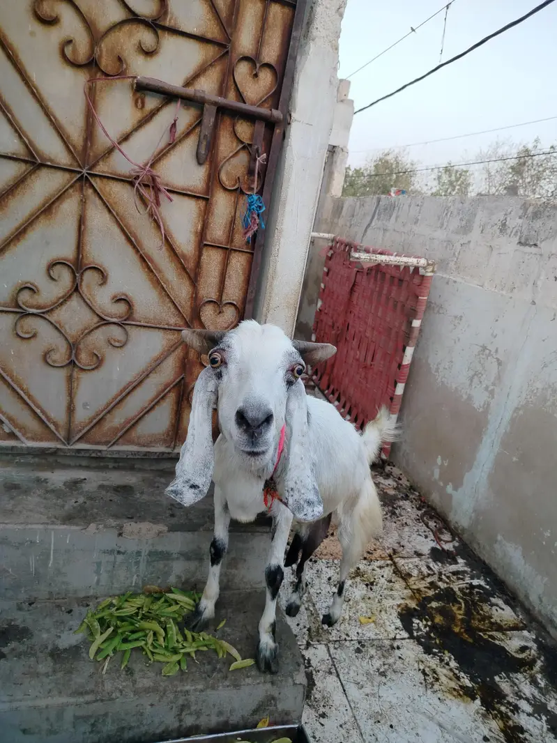 4 Daant Behtareen Doodh Wali Bakri For Sale — photo 7