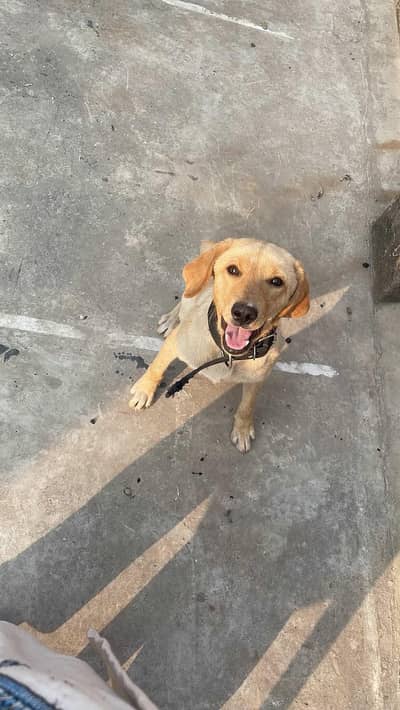 female labra dog