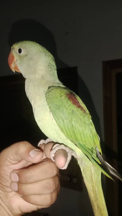 Raw parrot for sale 031 017 3 6 4 3 1