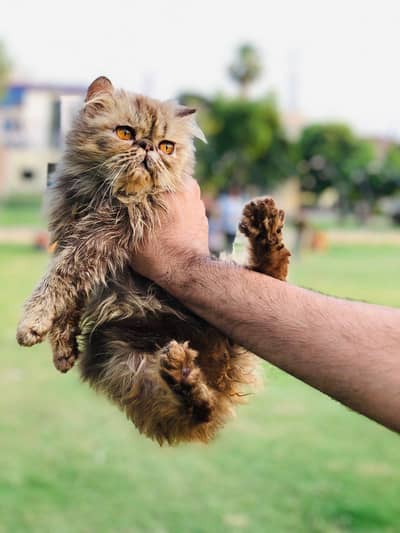 peke face persian kitten high quality kitten available for sale