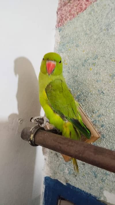 Kathe female hand tamed