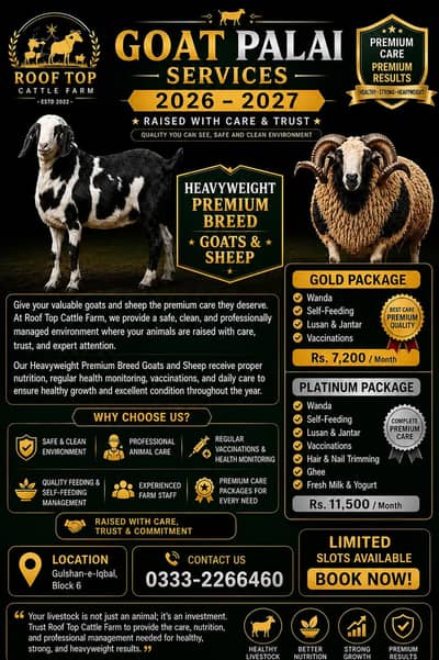 Goats Palai