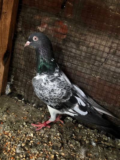 dovewali breeder female