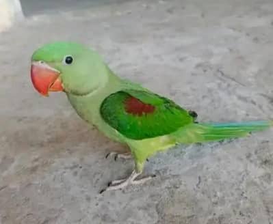 Kashmiri Raw Chick Male Active Healthy