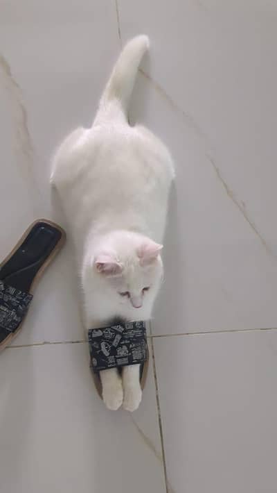 parisan cat complete family