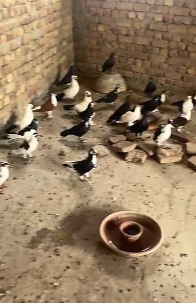 27 pigeons available