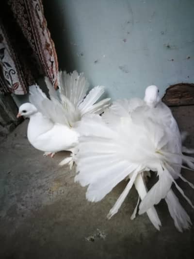 indian fantail 0 kali chicks for sale