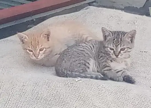 Kittens for Sale (Pair)