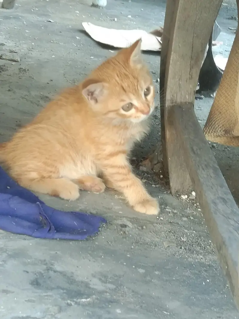 Kittens for Sale (Pair) — photo 2