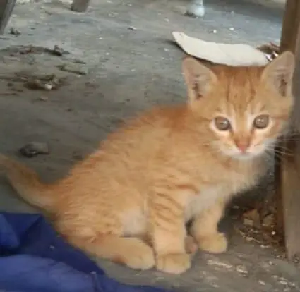 Kittens for Sale (Pair) — photo 3