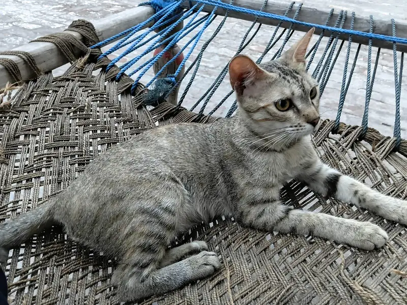 Kittens for Sale (Pair) — photo 4