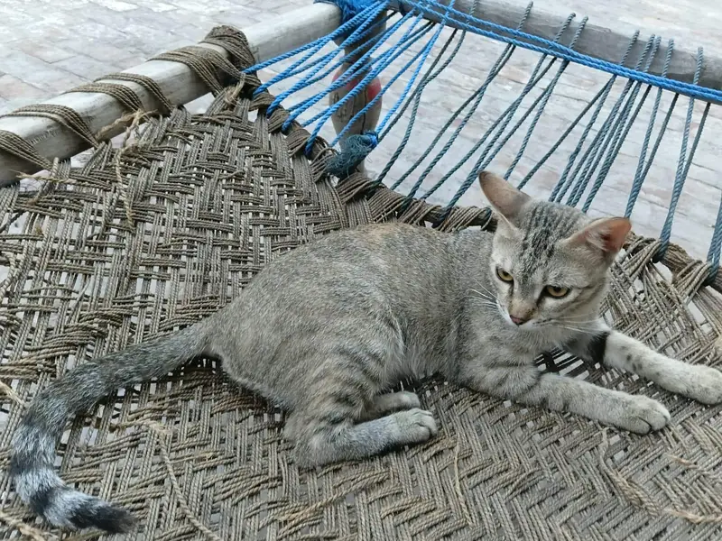 Kittens for Sale (Pair) — photo 5