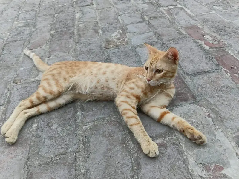 Kittens for Sale (Pair) — photo 6