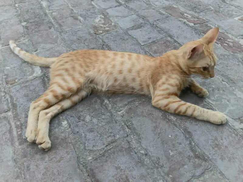 Kittens for Sale (Pair) — photo 7
