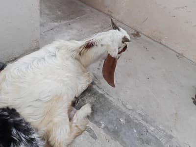 Bakra ka bacha for sale