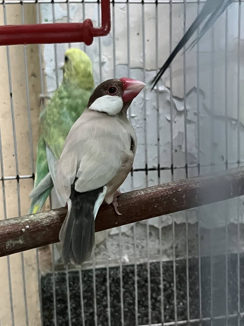 Java bird 0