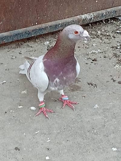 pigeon