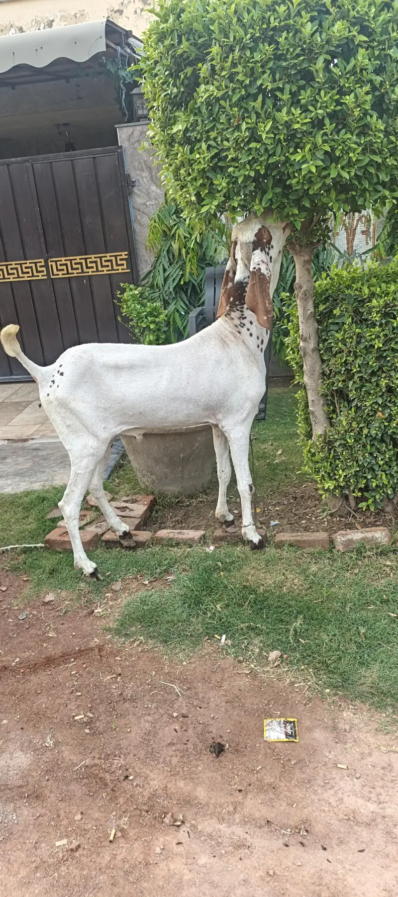 Pure Makhi cheena fres 2 dant — photo 2