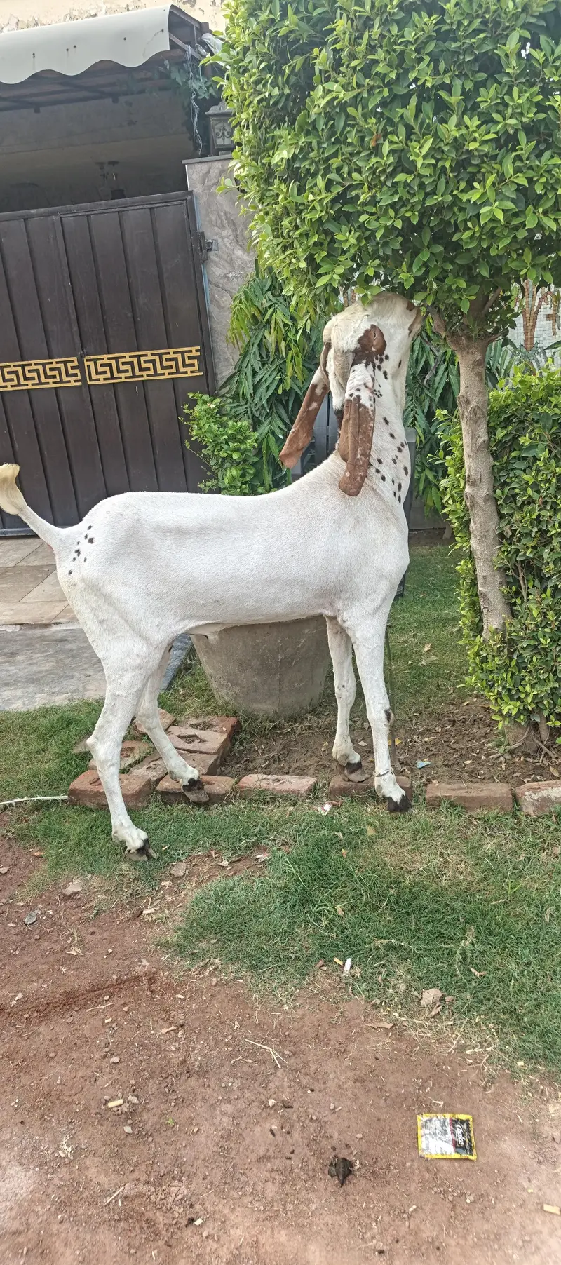 Pure Makhi cheena fres 2 dant — photo 3