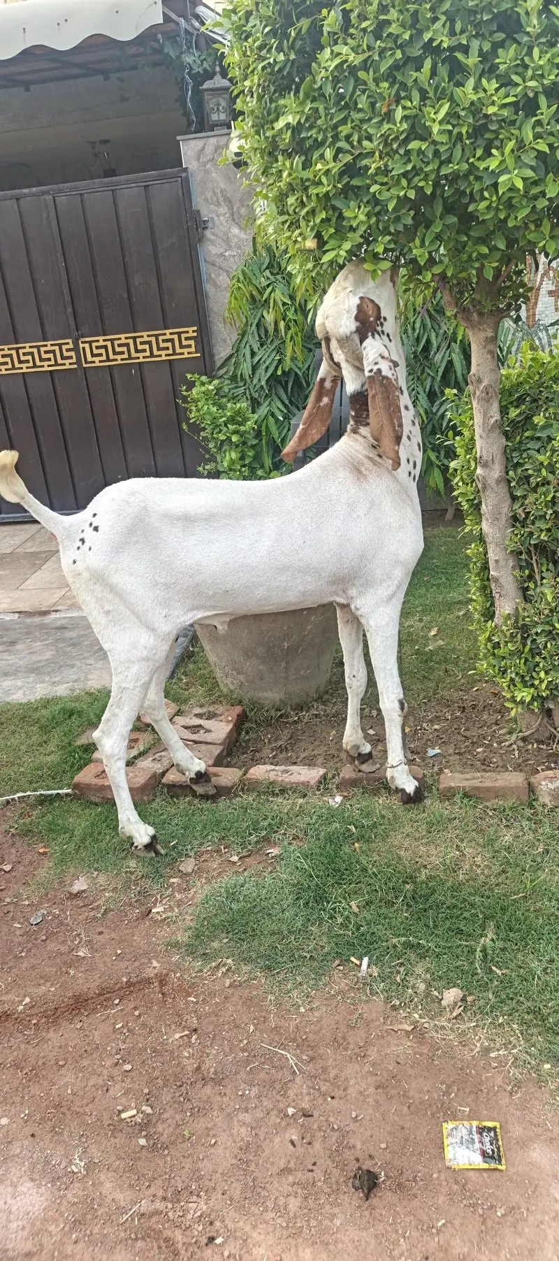 Pure Makhi cheena fres 2 dant — photo 4