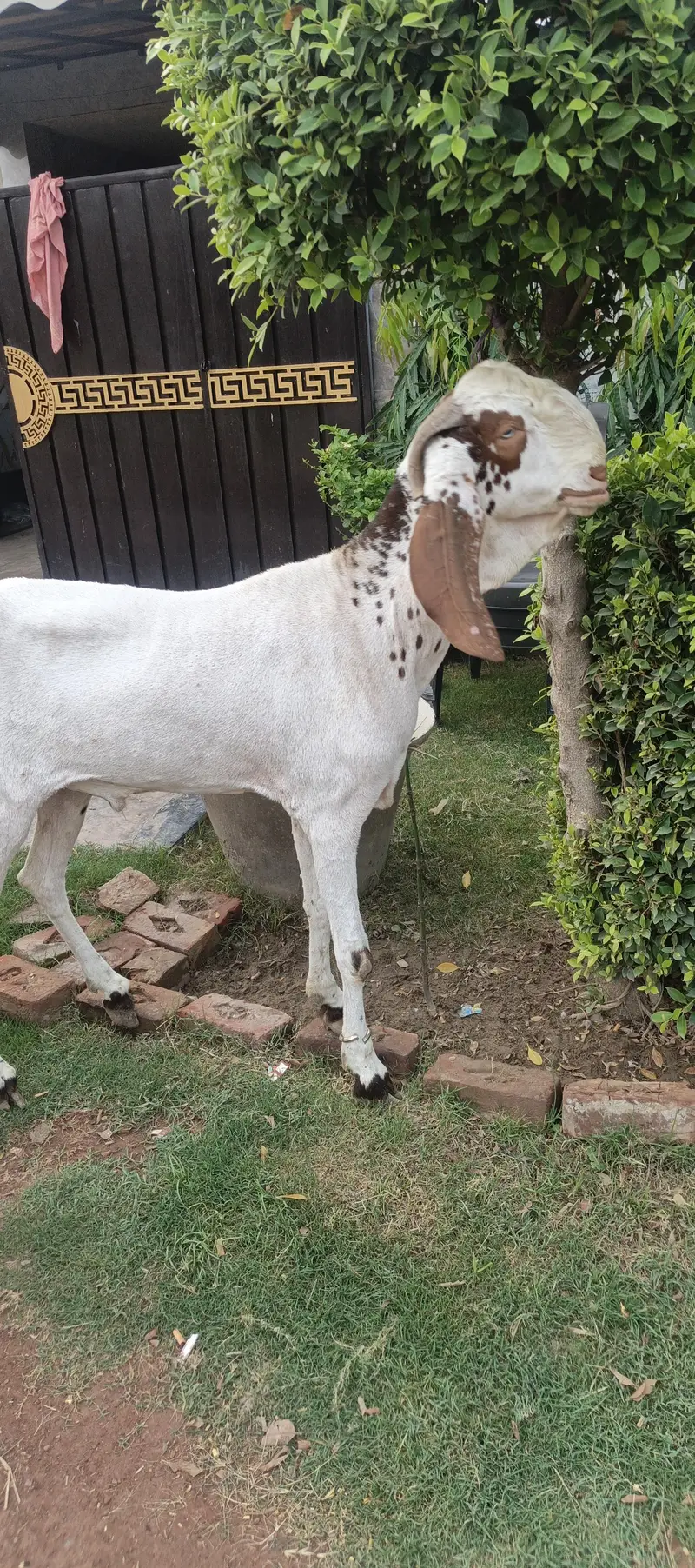 Pure Makhi cheena fres 2 dant — photo 6