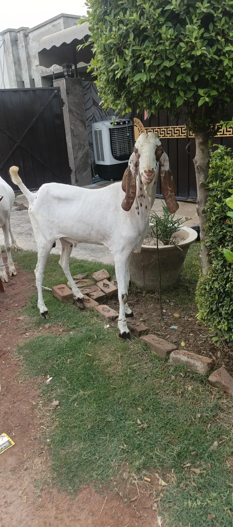 Pure Makhi cheena fres 2 dant — photo 7