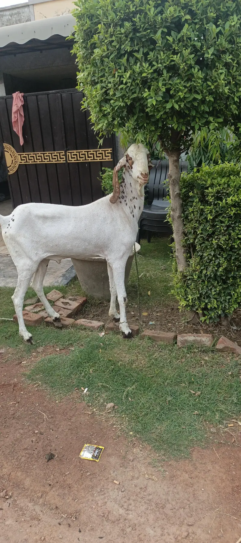 Pure Makhi cheena fres 2 dant — photo 8