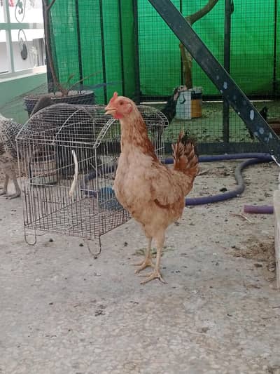 Desi murgia