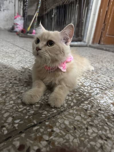 persian female tripple coat full trained