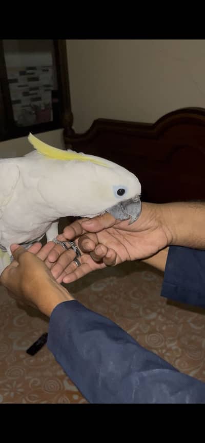 Titron Cacatoo Available Full Talking with Cage