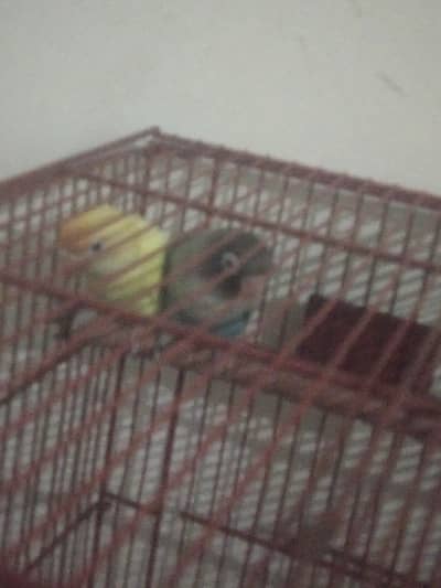 pair for sale in reasonable price