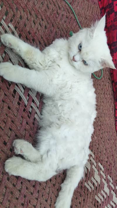 For Sale