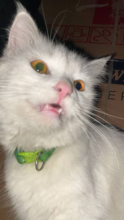 Persian Cat,white female double coat cat