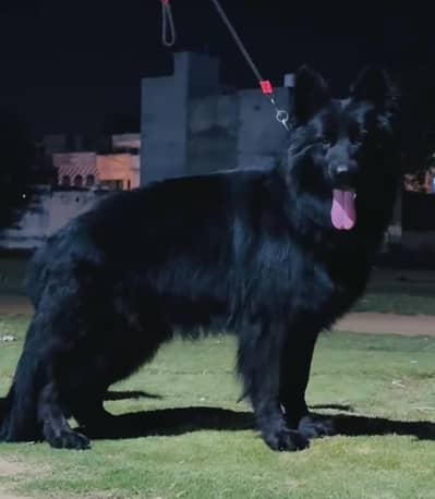 black pedigree gsd male for stud