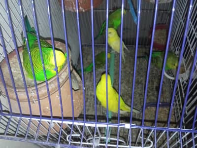 Australian parrots / Australian totte / Red eyes australian parrots