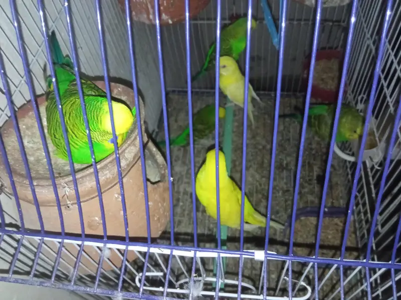 Australian parrots / Australian totte / Red eyes australian parrots