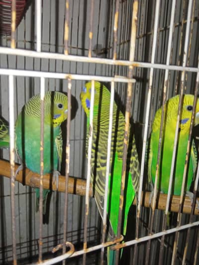 Australian parrots / Australian totte / Red eyes australian parrots