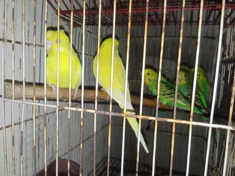 Australian parrots / Australian totte / Red eyes australian parrots — photo 3