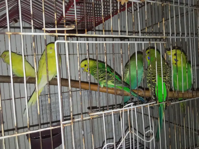 Australian parrots / Australian totte / Red eyes australian parrots — photo 4